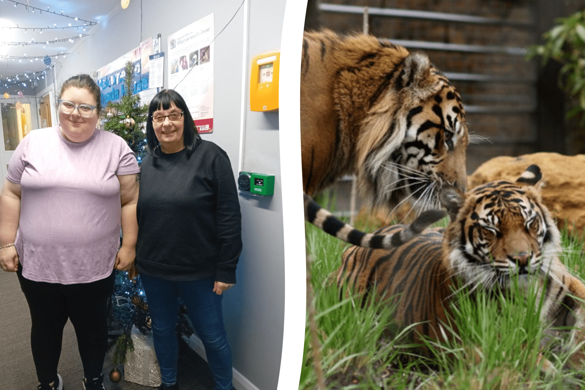 two people and two tigers