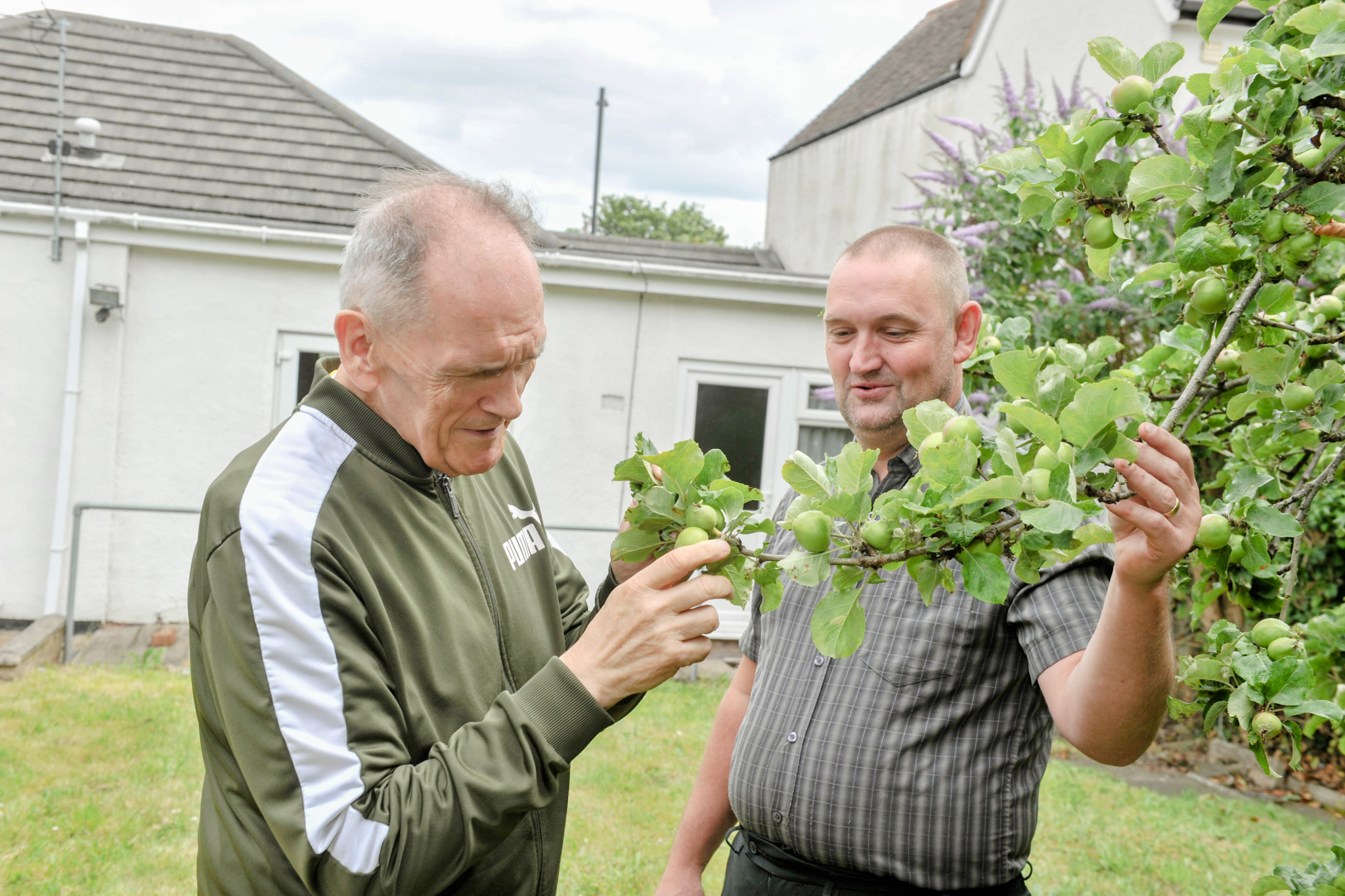Two men admiring apples growing on tree in the garden