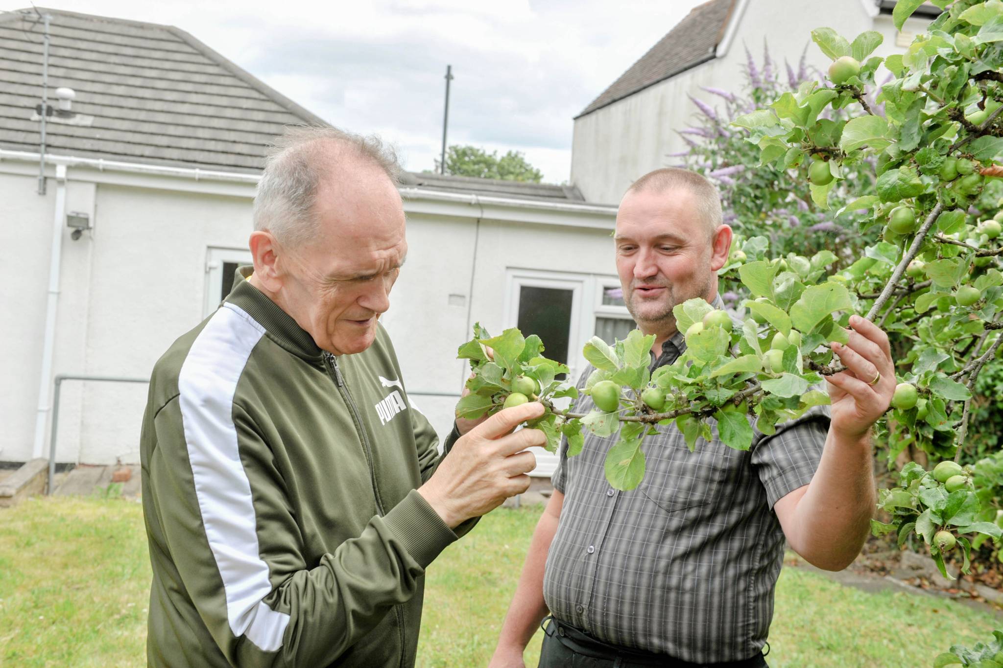 Two men admiring apples growing on tree in the garden